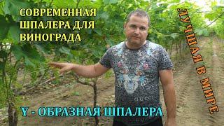 СОВРЕМЕННАЯ ШПАЛЕРА ВИНОГРАДА - Y ОБРАЗНАЯ / Виноград в Греции / Grapes in Greece