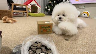 Dog stealing coins