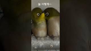 동박이 부부 ~~