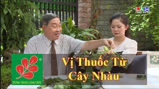 VỊ THUỐC TỪ CÂY NHÀU - Lương Y Nguyễn Công Đức