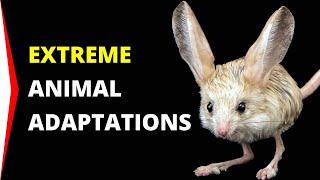 8 Animals That Live In Extreme Environments