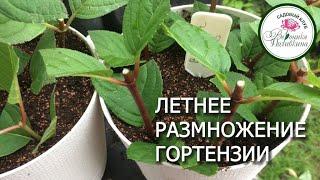 ЛЕТНЕЕ РАЗМНОЖЕНИЕ ГОРТЕНЗИИ