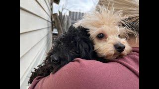 Meet the Fraggle Rock 7 - Stray Rescue of St.Louis