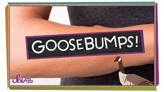 Why Do We Get Goosebumps?