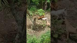 four dogs  vs one cobra  #pets #animals #usacontent #dog #respect #edit #funny #newyork #usa #fyp
