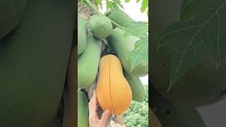 Papaya Sweet Fruit Cutting With Rural Life  #fruit #papaya #shorts #มะละกอ