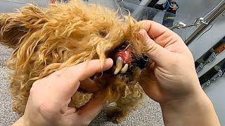 You Won't Believe This Poodle's Transformation!