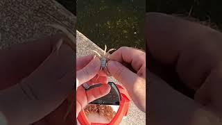 How to Rig Fiddler Crabs for Sheepshead Fishing #shorts #fishing #florida