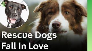 Rescue Dogs Fall In Love | The Dog House  | Compilation