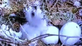 2022.05.21. SO ANGELIC CHICK AND 2 EGGS. LOVE. )))NORTHEN GOSHAWK. NORTHEN ESTONIA. 21.05.2022. ️ .