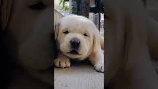 cutest puppy crying #dog #shortvideo #puppy #doglover #youtubeshorts #dogsound