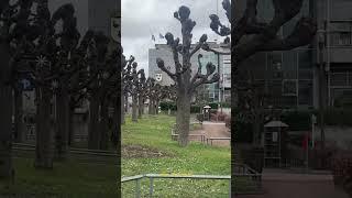 Schiltigheim France  #shorts #viral #shortsvideo #travel #strasbourg