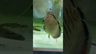 Snake skin discus fish.