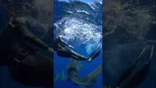 Stay ready with sharks   #sharkdiving #sharkdiver #tigershark #ocean #savesharks