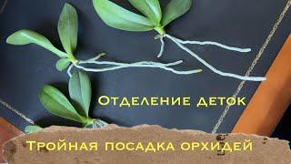 Отделение трех деток с орхидеи. Тройная посадка в мох  #phal #пересадкаорхидей #orchid