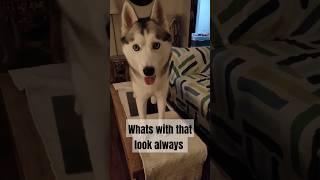 Having a drama queen husky #huskylove #huskyowner #huskyworld #indianhusky #funnyhuskydog #funnydogs