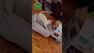 Cute Cat #short #cutcat #cats #cutecats #video #arh