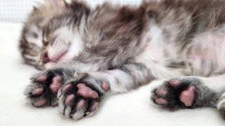 Kitten Toe Beans - Adorable Paw Pads Close Up!