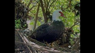 PhotoHunter: A Hungry Muscovy