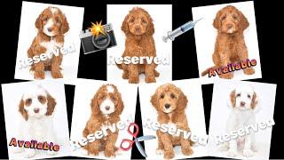 How We Take Pictures | Giving Vaccinations | Mini-Med Australian Labradoodles | Hair & Nail Trims