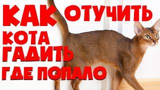 КАК ОТУЧИТЬ  КОТА ГАДИТЬ ДОМА? КАК ПРИУЧИТЬ КОТА К ЛОТКУ | ЧТО ДЕЛАТЬ ЕСЛИ КОТ ГАДИТ ГДЕ ПОПАЛО