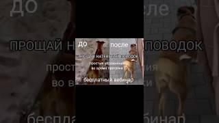 Как дрессировать собаку, чтобы она перестала тянуть поводок за 20 минут в день. Бесплатный вебинар