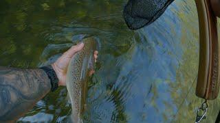 Fly fishing, catching trout in Bulgaria, Vacha river, 2021 the episode 3, July 9-11