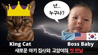 newborn baby with cats | When cats meet a newborn baby first time | #amwf #newbornbaby