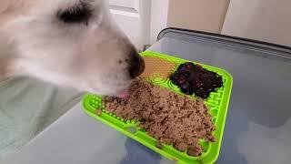 ASMR 2 Hours Dog Licking Peanut Butter, Wet Food & Blueberries Off Silicone Lick Mat