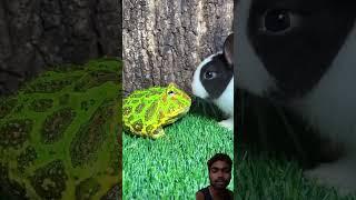 frog #funny #animals #cute #cuteanimals #comedy #lifeisbutadream #catfunny #cat #catvideos