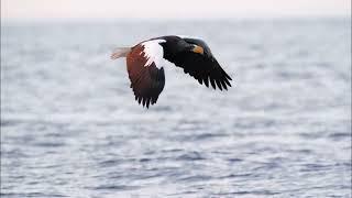 Steller's sea eagle, Rausu, Hokkaido Feb 2023