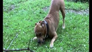 Amstaff Rufus- lunch