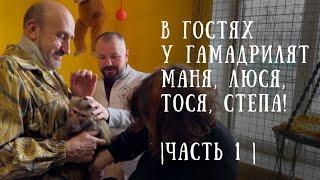 НОВОГОДНИЙ ОСМОТР гамадрил в Парке Львов "Тайган"!