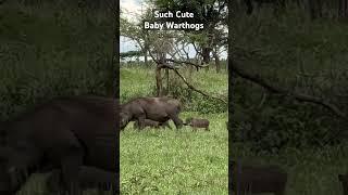 Very Cute Baby Warthogs with their mom. Serengeti National Park, Tanzania #travel #safari
