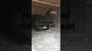 The Aseel murgi and beautiful small rock murga brid @Saad iqbal #shorts#viral#youtube #aseel murga
