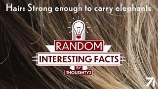 Hair: Strong enough to carry elephants | EP 3 RIF