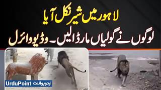 Lion In Lahore Streets | Lahore Mein Sher Nikal Aya - Logon Ne Goliyan Mar Dali - Video Viral