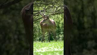 Hanging with Bambi's Dad #buck #deer #Bambi #wishuponastar #doe #whitetailbucks