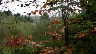 A Life in the Country...Bealtaine Cottage Permaculture