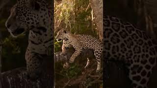 a jaguar in a rare moment of relaxation #wildlife #nature