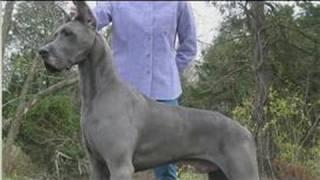 Dog Health & Treatments : When Do Great Danes Stop Growing?