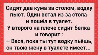 Два Кума За Столом и Белка! Сборник Свежих Анекдотов! Юмор!