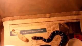 Baby Florida Kingsnake Grabs a Bite To Eat