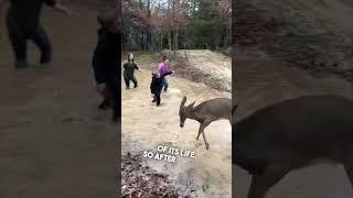 This deer was playing with his kids outside ️ @Harrisweldingandfriends