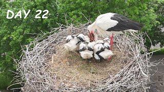 Baby storks eat - Drone video day 22 - Stork family from air