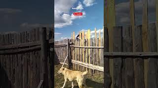 ровняю забор | жизнь в деревне