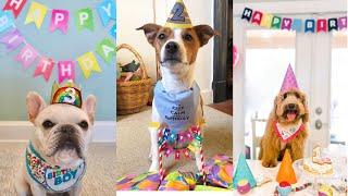 Dog birthday celebration videos Compilation | Happy Pets Birthday | Must  Watch