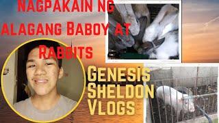 NAGPAKAIN AKO NG BABOY AT RABBITS  NAKAGAT AKO NG RABBIT|GENESIS SHELDON VLOGS