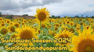 Sunflower Season 2024 : Sundarapandyapuram and Sambavarvadakarai in Thenkasi , Tamilnadu