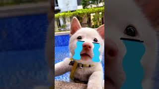 Joker saves puppy! #joker   #shorts